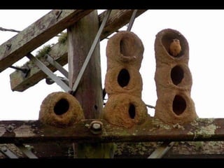 Unusual pics08 2012-0phyl1