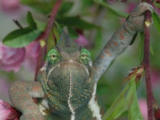 Unusual pics08 2012-0phyl1
