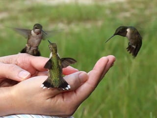 Unusual pics08 2012-0phyl1