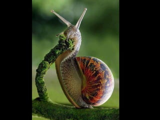 Unusual pics08 2012-0phyl1
