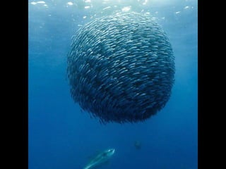 Unusual pics08 2012-0phyl1