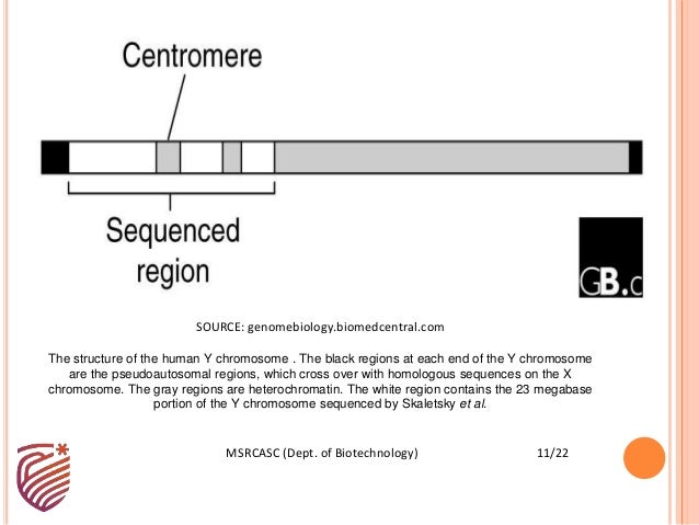 Unusual Struc Of Y Chromosome