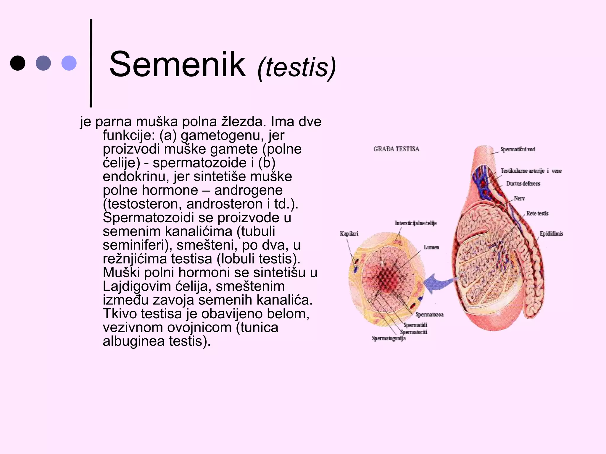 Gradja Testisa Unutrasnjiispoljasnjizenskiimuskipolniorganij | PPT