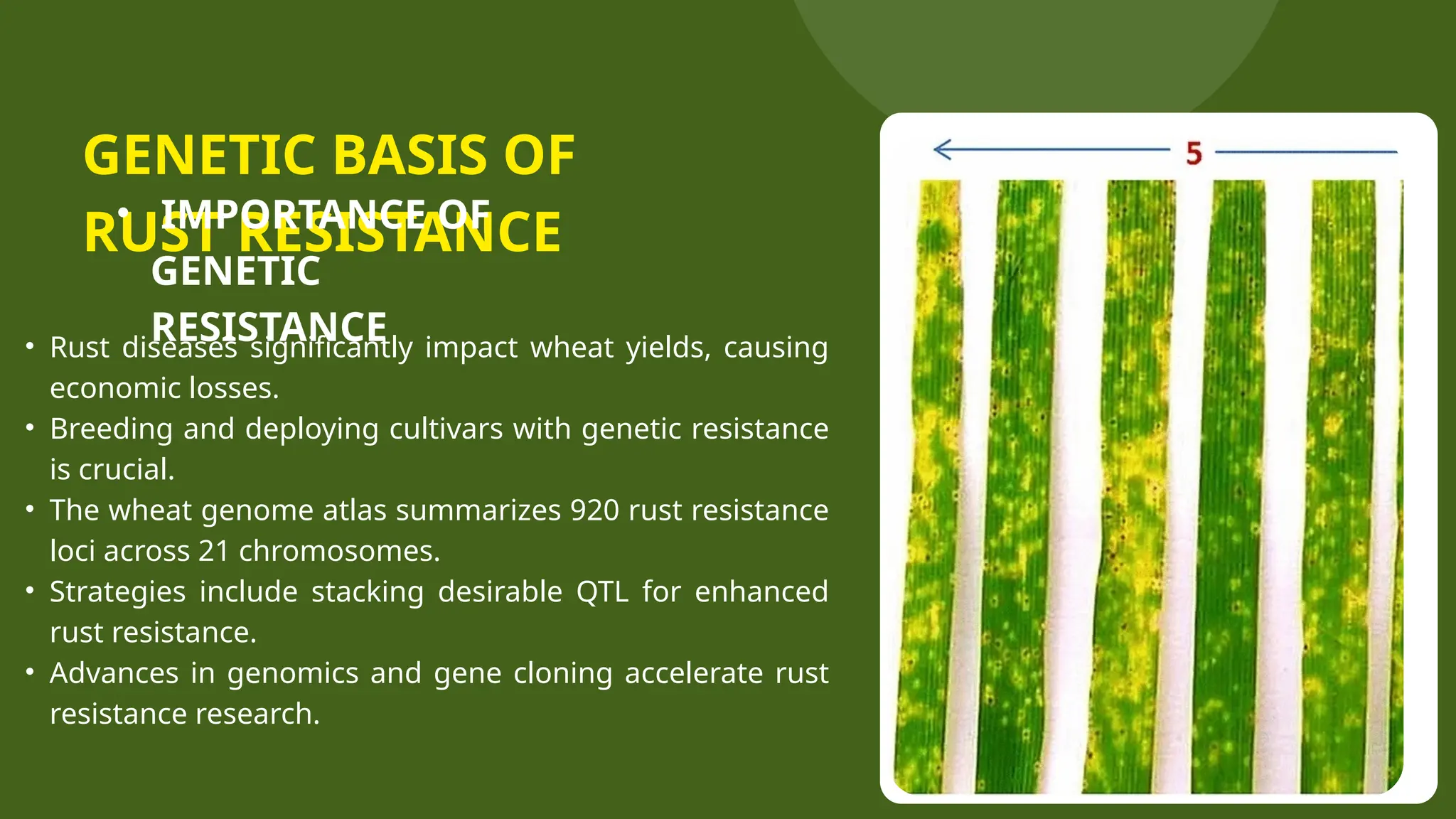 Unveiling Mechanisms and Genetic Prospects in Wheat Rust Resistance 3.pptx