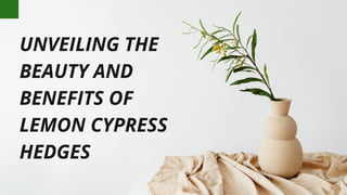 UNVEILING THE
BEAUTY AND
BENEFITS OF
LEMON CYPRESS
HEDGES
 