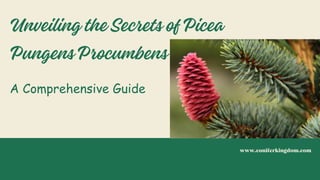 UnveilingtheSecretsofPicea
PungensProcumbens
A Comprehensive Guide
www.coniferkingdom.com
 