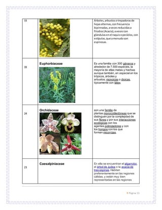  Página 15
33 Árboles,arbustosotrepadorasde
hojasalternas,confrecuencia
bipinnadas,avecesreducidasa
filodios(Acacia),avecescon
glándulasenel raquisopecíolos,con
estípulas,que amenudoson
espinosas.
39
Euphorbiaceae Es una familia con 300 géneros y
alrededor de 7.500 especies, la
mayoría de ellas matas y hierbas
aunque también, en especial en los
trópicos, árboles y
arbustos; monoicas o dioicas,
típicamente con látex.
24
Orchidaceae son una familia de
plantas monocotiledóneas que se
distinguen por la complejidad de
sus flores y por sus interacciones
ecológicas con los
agentes polinizadores y con
los hongos con los que
forman micorrizas.
23
Caesalpiniaceae En ella se encuentran el algarrobo,
el árbol de Judea o la acacia de
tres espinas. Habitan
preferentemente en las regiones
cálidas, y están muy bien
representadas en las regiones
 