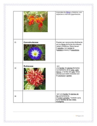  Página 16
tropicales de África y América, son
especies a menudo gigantescas.
21 Convolvulaceae Pueden ser reconocidos fácilmente
por su flores de forma de embudo
radial y simétrica. Éstos tienen
5 sépalos, con corola de
5pétalos unidos y 5 estambres.
19
Rubiaceae son
una familia de plantas llamadas
normalmente de la rubia, galio
blanco, o familia del café. Otras
plantas que están incluidas son
la cinchona y gambir.
18
son una familia de plantas de
flor perteneciente
al orden Lamiales. También se la
llama familia de las vides
trompeta.
 