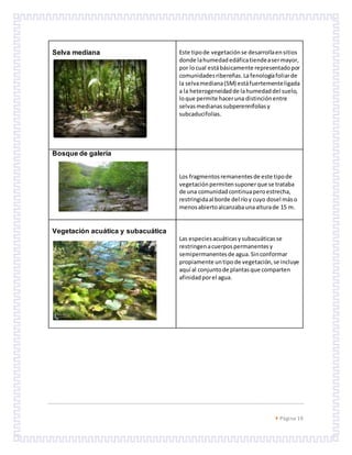  Página 19
Selva mediana Este tipode vegetaciónse desarrollaensitios
donde lahumedadedáficatiendeasermayor,
por locual estábásicamente representadopor
comunidadesribereñas.Lafenologíafoliarde
la selvamediana(SM) estáfuertementeligada
a la heterogeneidadde lahumedaddel suelo,
loque permite haceruna distinciónentre
selvasmedianassubperennifoliasy
subcaducifolias.
Bosque de galería
Los fragmentosremanentesde este tipode
vegetaciónpermitensuponerque se trataba
de una comunidadcontinuaperoestrecha,
restringidaal borde del ríoy cuyo dosel máso
menosabiertoalcanzabaunaalturade 15 m.
Vegetación acuática y subacuática
Las especiesacuáticasysubacuáticasse
restringenacuerpospermanentesy
semipermanentesde agua.Sinconformar
propiamente untipode vegetación,se incluye
aquí al conjuntode plantasque comparten
afinidadporel agua.
 