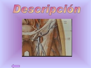 Descripción 