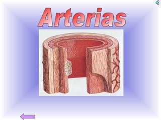 Arterias 