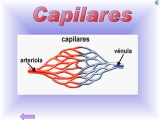 Capilares 
