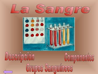 La Sangre Descripción Componentes Grupos Sanguíneos 