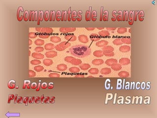 Componentes de la sangre G. Rojos G. Blancos Plaquetas Plasma 