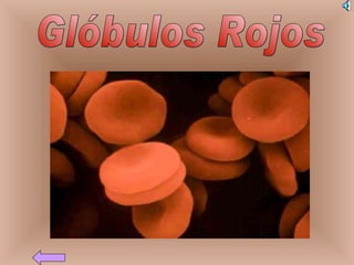 Glóbulos Rojos 