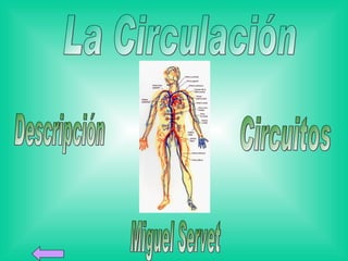 La Circulación Descripción Circuitos Miguel Servet 