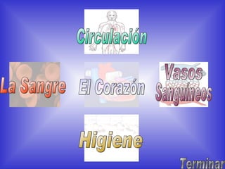 El Corazón La Sangre Vasos Sanguíneos Circulación Higiene Terminar 
