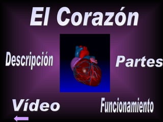 El Corazón Partes Descripción Funcionamiento Vídeo 