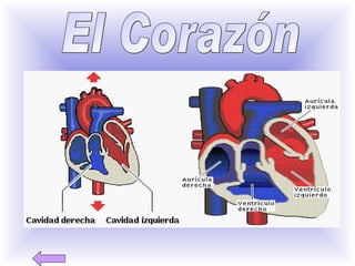 El Corazón 