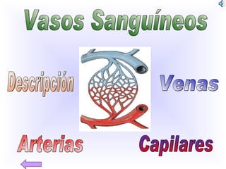 Vasos Sanguíneos Venas Descripción Capilares Arterias 