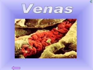 Venas 