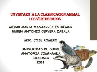 UN vistazo  A LA CLASIFICACION ANIMALLOS VERTEBRADOS MERAB MARIA MANJARREZ ESTREMOR RUBEN ANTONIO CERVERA ZABALA MSC. JOSE ROMERO UNIVERIDAD DE SUCRE ANATOMIA COMPARADA BIOLOGIA 2011 