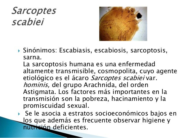 Como hacen al plástico del bridón del miembro viril