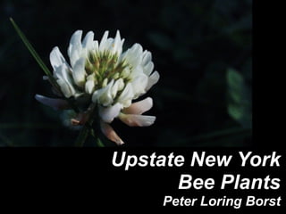 Upstate New York
Bee Plants
Peter Loring Borst