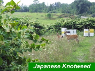 Japanese Knotweed
