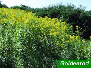 Goldenrod