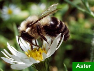 Aster