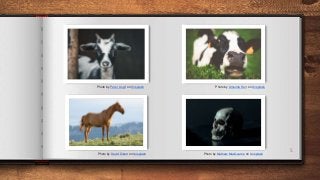 5
Photo by Peter Lloyd on Unsplash
Photo by Mathew MacQuarrie on Unsplash
Photo by Amanda Kerr on Unsplash
Photo by David Dibert on Unsplash
 