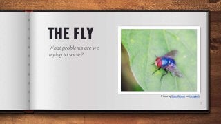 THE FLY
What problems are we
trying to solve?
7
Photo by Sian Cooper on Unsplash
 