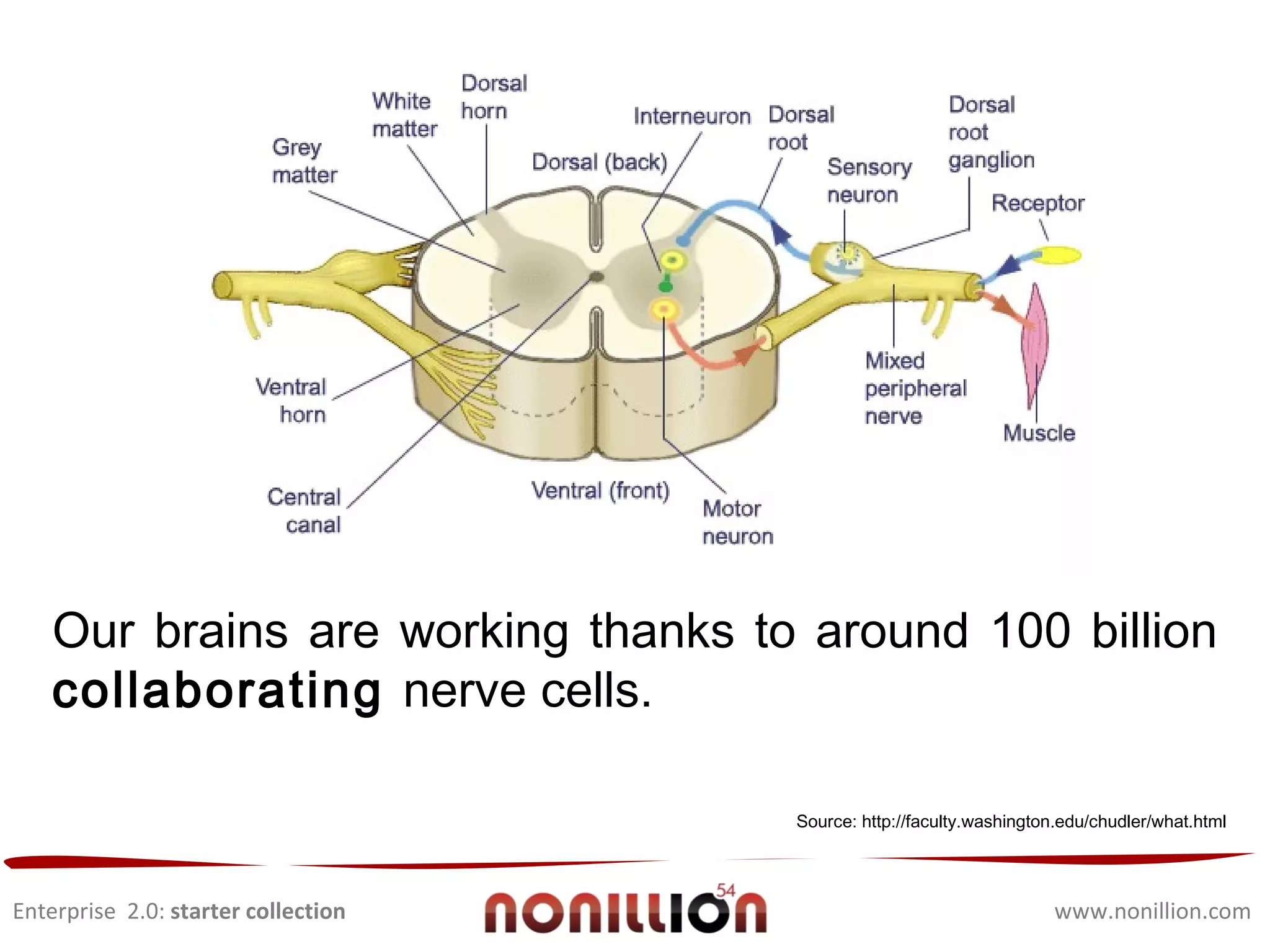 Enterprise  2.0:  starter collection www.nonillion.com Our brains are working thanks to around 100 billion  collaborating  nerve cells. Source: http://faculty.washington.edu/chudler/what.html 