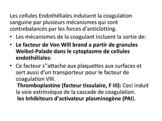 Les cellules Endothéliales induisent la coagulation
sanguine par plusieurs mécanismes qui sont
contrebalancés par les forces d'anticlotting.
• Les mécanismes de la coagulant incluent la sortie de:
• Le facteur de Von Will brand a partir de granules
Weibel-Palade dans le cytoplasme de cellules
endothéliales:
• Ce facteur s’'attache aux plaquettes aux surfaces et
sert aussi d'un transporteur pour le facteur de
coagulation VIII.
Thromboplastine (facteur tissulaire, F III): Ceci induit
la voie extrinsèque de la cascade de coagulation.
les Inhibiteurs d'activateur plasminogène (PAI).
 