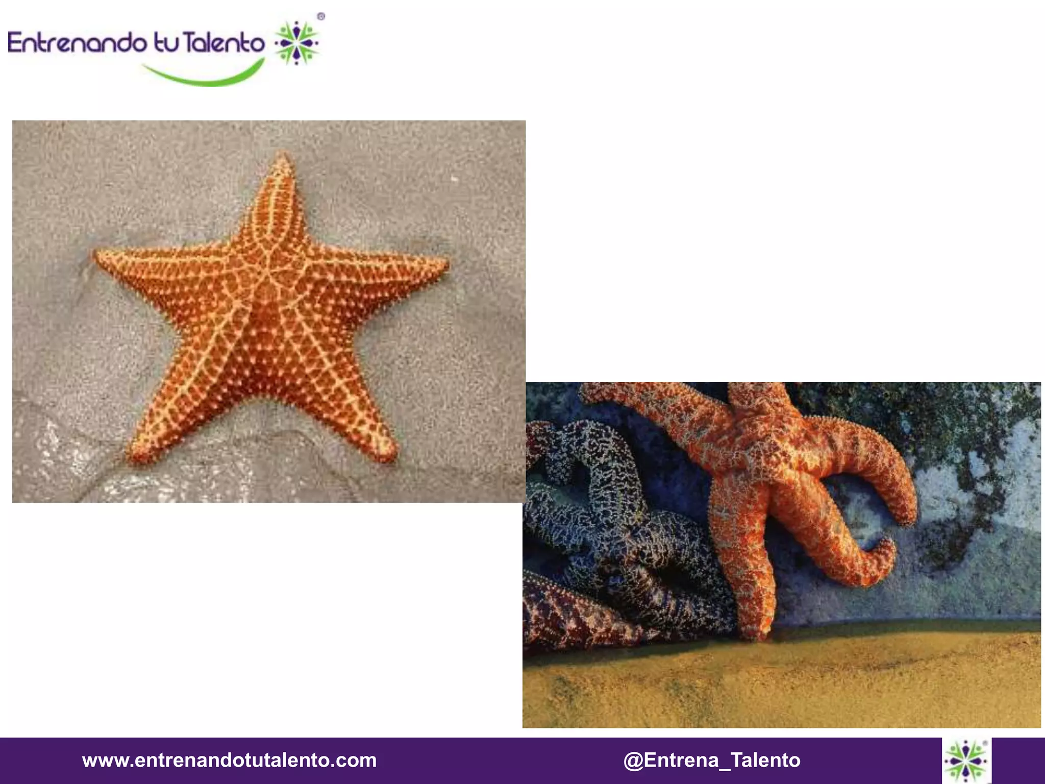 www.entrenandotutalento.com @Entrena_Talento
 