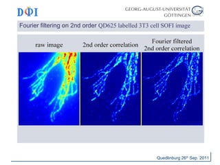 Fourier filtering on 2nd order QD625 labelled 3T3 cell SOFI image 
Quedlinburg 26th Sep. 2011 
 