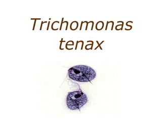 Trichomonas 
tenax 
 