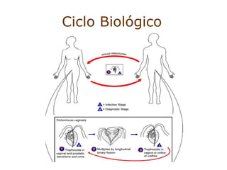 Ciclo Biológico 
 