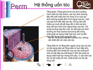 Perm   Hệ thống uốn tóc
                Tầng giữa: Tầng giữa là do sợi dinh dưỡng
                hình xoắn ốc cấu thành, các sợi dinh dưỡng
                đều liên kết chặt chẽ với nhau.Vị trí của sợi
                dinh dưỡng quyết định hình dạng của tóc, một
                vài loại hình liên kết nào đó, VD:sự liên kết
                Hiđro và muối rất dễ thay đổi vì thế mà làm
                thay đổi tạm thời hình dạng khác của tóc, VD
                trong trường hợp ẩm ướt, sự kết hợp sợi dinh
                dưỡng oxi hoá cacbon lại tương đối vững
                chắc,phải sử dụng chất hoá học mới có thể
                thay đổi được hình dạng lâu dài. tóc, không
                  Lõi tóc: là tầng trung tâm của sợi
                 cần thiết đối với việc uốn tóc

                Tầng biểu bì: là tầng bên ngoài cùng của sợi tóc,
                có tác dụng bảo vệ.Tầng biểu bì trực tiếp ảnh
                hưởng đến tính thoát khí của sợi tóc,những lỗ
                nhỏ có thể hấp thụ thể lỏng.Vì thế cần phải sử
                dụng chất hoá học mang tính yếu, vì vậy trên sợi
                tóc có rất nhiều lỗ nhỏ, nhất là đối với tóc đã
                từng uốn

           |
                     |            | 
 