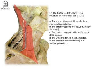 12) The Highlighted structure is (La 
structure en surbrillance est) (1 mark): 
a- The sternocleidomastoid muscle (le m. 
sternocleidomastoidien) 
b- The anterior scalene muscle(Le m. scalène 
antérieur). 
c- The Levator scapulae m.(Le m. élévateur 
de la scapula) 
d- The Omohyoid m.(le m. omohyoide). 
e- The posterior scalene muscle(Le m. 
scalène postérieur). 
 