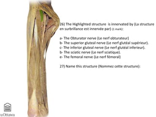 26) The Highlighted structure is innervated by (La structure 
en surbrillance est innervée par) (1 mark): 
a- The Obturator nerve (Le nerf obturateur) 
b- The superior gluteal nerve (Le nerf glutéal supérieur). 
c- The inferior gluteal nerve (Le nerf glutéal inferieur). 
b- The sciatic nerve (Le nerf sciatique). 
e- The femoral nerve (Le nerf fémoral) 
27) Name this structure (Nommez cette structure): 
 