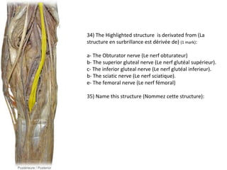 34) The Highlighted structure is derivated from (La 
structure en surbrillance est dérivée de) (1 mark): 
a- The Obturator nerve (Le nerf obturateur) 
b- The superior gluteal nerve (Le nerf glutéal supérieur). 
c- The inferior gluteal nerve (Le nerf glutéal inferieur). 
b- The sciatic nerve (Le nerf sciatique). 
e- The femoral nerve (Le nerf fémoral) 
35) Name this structure (Nommez cette structure): 
