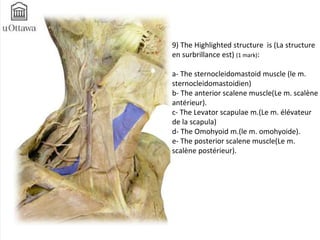 9) The Highlighted structure is (La structure 
en surbrillance est) (1 mark): 
a- The sternocleidomastoid muscle (le m. 
sternocleidomastoidien) 
b- The anterior scalene muscle(Le m. scalène 
antérieur). 
c- The Levator scapulae m.(Le m. élévateur 
de la scapula) 
d- The Omohyoid m.(le m. omohyoide). 
e- The posterior scalene muscle(Le m. 
scalène postérieur). 
 