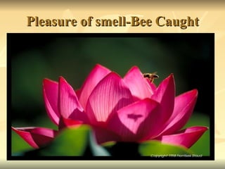 Pleasure of smell-Bee Caught 