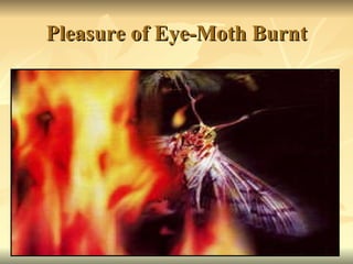 Pleasure of Eye-Moth Burnt 