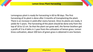 UPAgriculture
Lemon Grass Plant Harvesting
Lemongrass plant is ready for harvesting in 60 to 90 days. The first
harvesting of its plant is done after 3 months of transplanting the plant.
There is an increase in yield after every harvest. Once its plants are ready, it
yields for 5 years. The harvesting of the plant should be done only from the
top of 10 to 12 cm. So that the plant can grow well, the farmer brothers get
a profit of 3 to 4 lakhs in 1 year from the cultivation of lemon grass. Lemon
Grass cultivation, about 100 tons of green grass is obtained in one hectare.
 