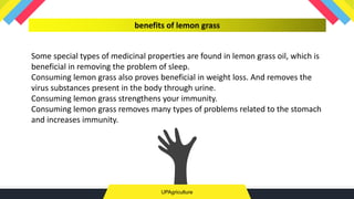 UPAgriculture
benefits of lemon grass
Some special types of medicinal properties are found in lemon grass oil, which is
beneficial in removing the problem of sleep.
Consuming lemon grass also proves beneficial in weight loss. And removes the
virus substances present in the body through urine.
Consuming lemon grass strengthens your immunity.
Consuming lemon grass removes many types of problems related to the stomach
and increases immunity.
 