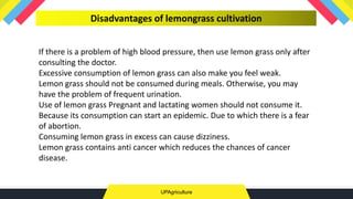 UPAgriculture
Disadvantages of lemongrass cultivation
If there is a problem of high blood pressure, then use lemon grass only after
consulting the doctor.
Excessive consumption of lemon grass can also make you feel weak.
Lemon grass should not be consumed during meals. Otherwise, you may
have the problem of frequent urination.
Use of lemon grass Pregnant and lactating women should not consume it.
Because its consumption can start an epidemic. Due to which there is a fear
of abortion.
Consuming lemon grass in excess can cause dizziness.
Lemon grass contains anti cancer which reduces the chances of cancer
disease.
 