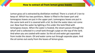 UPAgriculture
How to extract oil from lemon grass leaves
Lemon grass oil is extracted by distillation method. There is a tank of 1 ton to
keep oil. Which has two partitions. Water is filled in the lower part and
lemongrass leaves are put in the upper part. Lemongrass leaves are put in
the same tank and it is covered with a lid. So that the water does not come
out. Now heat the water by lighting a fire under the tank filled with
lemongrass leaves. When the water is heated, the steam passes through the
wharf and is collected in a small tank through a pipe on the top of the tank.
And when you are cooled with water. So the oil and water get separated
from inside the steam. Oil and water come out through separate pipes. And
the oil comes out easily from the leaves of lemon grass.
 
